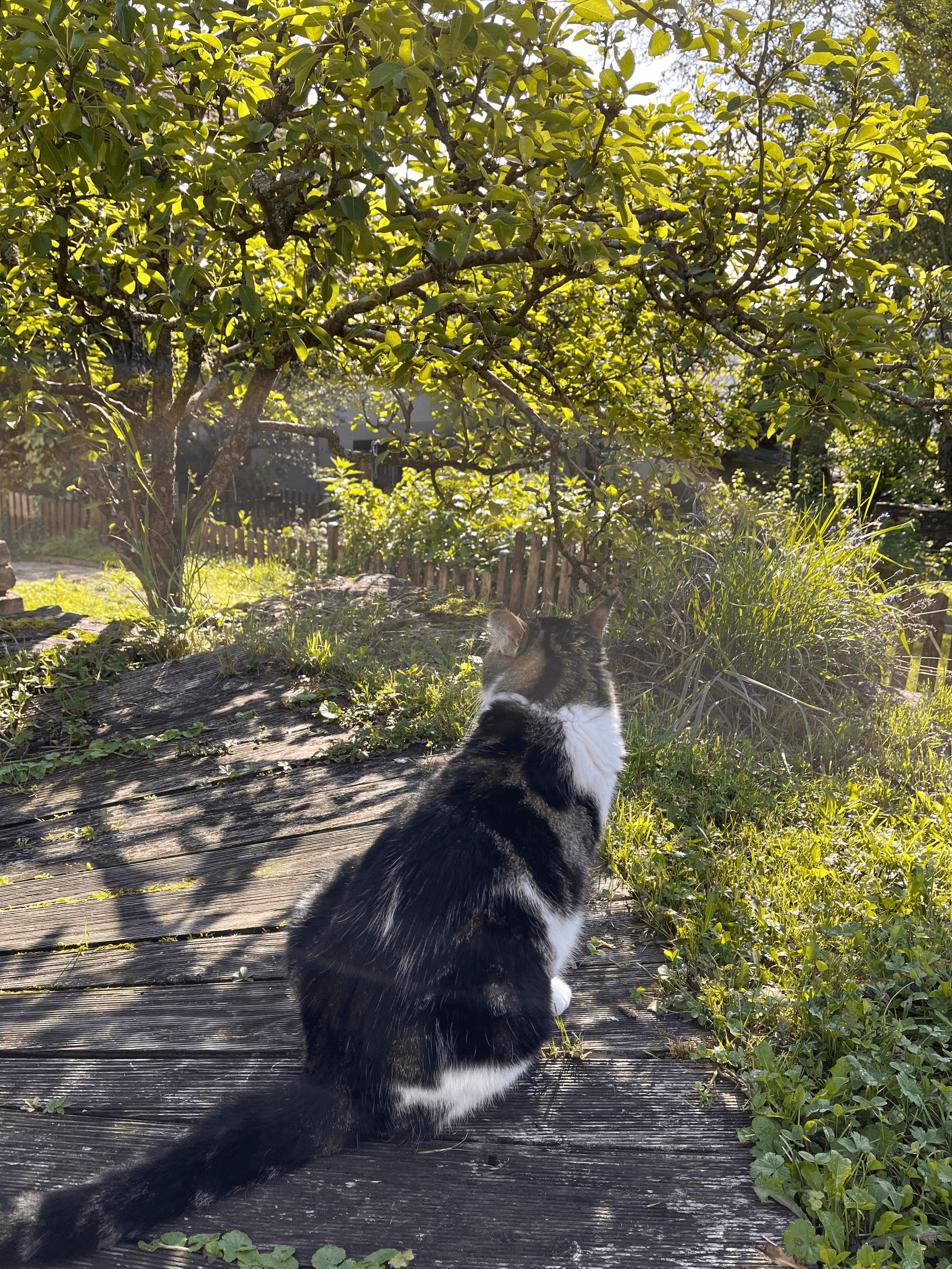 Une photo de mon chat, parce que pourquoi pas